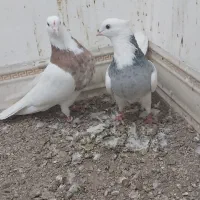 طوقی  ودمسفید