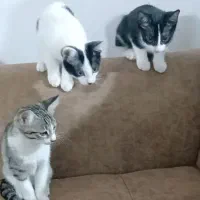 گربه خشکل خونگی ....سالم و بازیگوش و دوست داشتنی