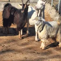 فروش دام زنده