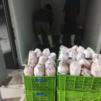 سرمایه گذار گوشت ومرغ