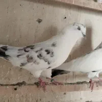 کبوتر غریب گیری
