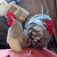 ۳عدد خروس چاپنیز هزارگل|حیوانات مزرعه|آمل, |دیوار