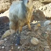 بزغاله نر برای قربانی مکان خود ماکو