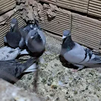 پنج عدد کبوتر تایباد|پرنده|تایباد, |دیوار