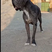 سگ گریدین اصل