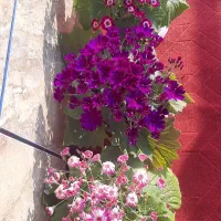 گل سینره|گل و گیاه طبیعی|تالش, جوکندان|دیوار