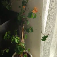 گل و گلدان|گل و گیاه طبیعی|تربتحیدریه, قائم|دیوار