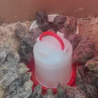 پیش فروش جوجه بلدرچین|حیوانات مزرعه|خوانسار, |دیوار