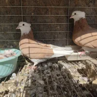 کبوتر شازده|پرنده|اردکان, |دیوار