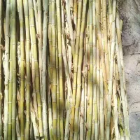 فروش ۲۰۰ شاخه گره خام نی(نی سبز)
