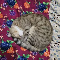پرنده خانگی پیدا شده