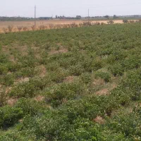 کشاورزی مزرعه ۲۱ هکتاری|فروش دفتر صنعتی، کشاورزی، تجاری|دشتابی, |دیوار