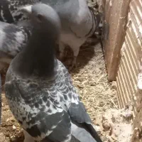 سه عدد سبز|حیوانات|اسفراین, |دیوار