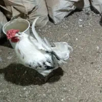 خروس جوان سالم واورگانیک.