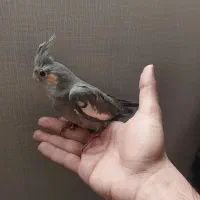 جوجه.عروس‌هلندی