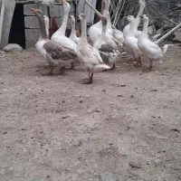 فروش غاز