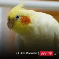 عروس هلندی گمشده