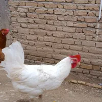 مرغ|مجسمه، تندیس، ماکت|بیجار, |دیوار