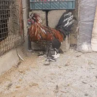 خروس سلطان اصیل دستگاه جوجه کشی|حیوانات مزرعه|کرمانشاه, |دیوار