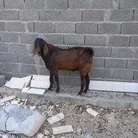 کهره ماده