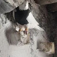 کبوتر طوقی سیاه|پرنده|اقبالیه, |دیوار