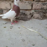 کبوتر طوقی کاکل