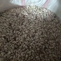 لوبیا چیتی