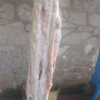 جگر و کله پاچه وچرب روده تازه|خوردنی و آشامیدنی|مسجد سلیمان, |دیوار