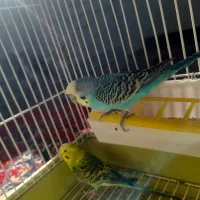 ۲ عدد مرغ عشق سالم|پرنده|دهگلان, |دیوار