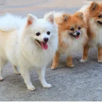 واگذاری پامر ژرمن دوبرمن