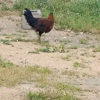 دو عدد مرغ ویک عددخروس همه روهم 1500