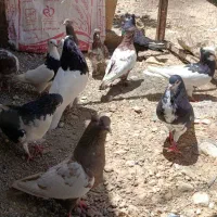 کبوتر