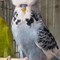 مرغ عشق انگلیسی اروپایی|پرنده|تهران, گلستان (شهرک راه آهن)|دیوار