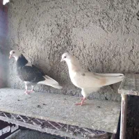 جوجه کفتر جیر وسو دار وشهرستانی