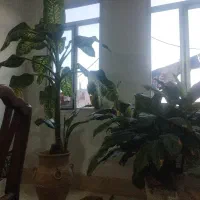 دوتاگل اپارتمانی سالم