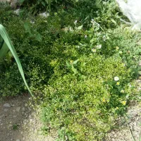 زمین کشاورزی مخصوص احداث باغ.