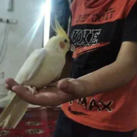 پرنده