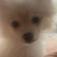 پامر روباهی چهار ماهه