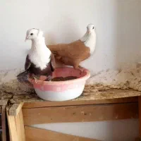 جفت کربلایی