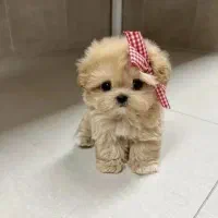 بهترین نژادپاپیون فنجونی آپارتمانی|سگ|اصفهان, خانه اصفهان|دیوار