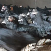 جوجه مرغ تاغچه