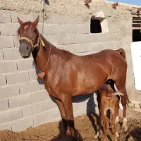 مادیون سواری دار دمگیر و پر خون