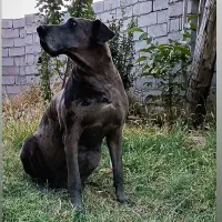 ماده گریت دین