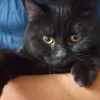 بچه گربه اسکاتیش بلک