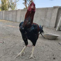 خروس لاری نژاد دار|حیوانات مزرعه|ری, فیروزآباد|دیوار