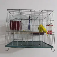 مرغ عشق به همرا قفس