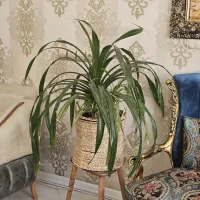 گل پاندانوس ،بنسای لیندا، سانسوریا