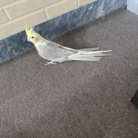 عروس هلندی ماده