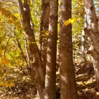 فروش چوب تبریزی|خدمات باغبانی و درختکاری|قزوین, |دیوار