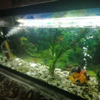 آکواریوم با ماهی